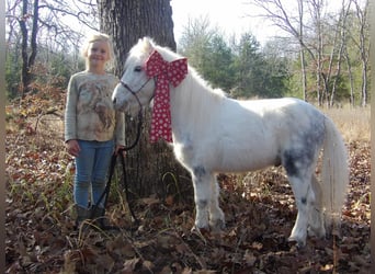 Inne kuce/małe konie, Wałach, 6 lat, 91 cm, Siwa