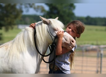 Inne kuce/małe konie, Wałach, 6 lat, 97 cm, Bułana