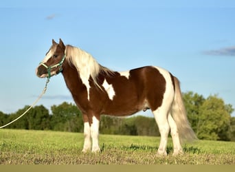Inne kuce/małe konie, Wałach, 7 lat, 102 cm