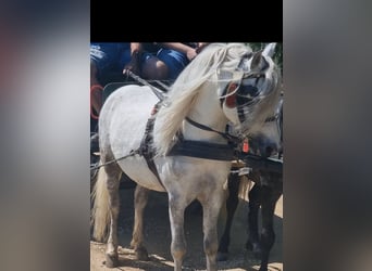 Inne kuce/małe konie, Wałach, 7 lat, 120 cm, Siwa