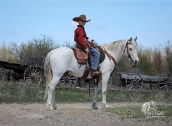 Inne kuce/małe konie, Wałach, 7 lat, 135 cm, Siwa