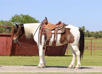 Inne kuce/małe konie, Wałach, 7 lat, 135 cm