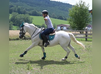 Inne kuce/małe konie Mix, Wałach, 7 lat, 144 cm, Siwa w hreczce