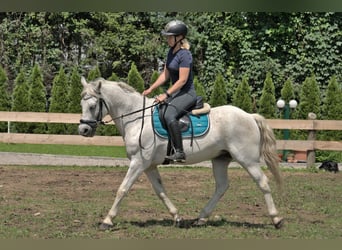 Inne kuce/małe konie Mix, Wałach, 7 lat, 144 cm, Siwa w hreczce