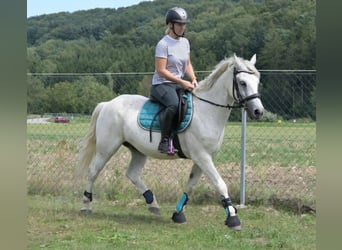 Inne kuce/małe konie Mix, Wałach, 7 lat, 144 cm, Siwa w hreczce