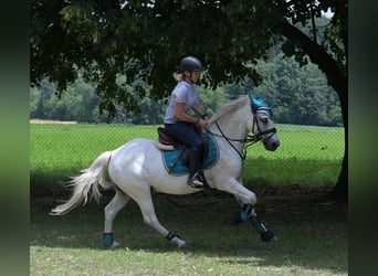 Inne kuce/małe konie Mix, Wałach, 7 lat, 144 cm, Siwa w hreczce