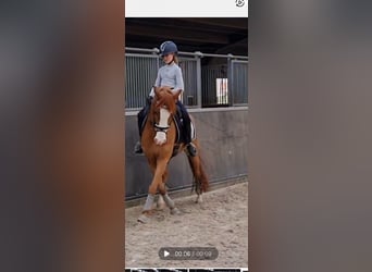 Inne kuce/małe konie, Wałach, 7 lat, 147 cm, Kasztanowata