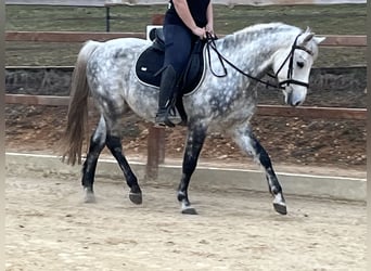 Inne kuce/małe konie, Wałach, 7 lat, 147 cm, Siwa jabłkowita