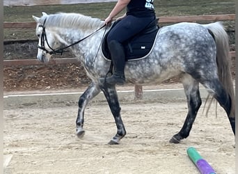 Inne kuce/małe konie, Wałach, 7 lat, 147 cm, Siwa jabłkowita