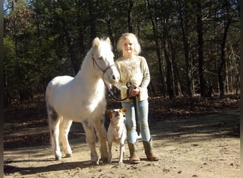 Inne kuce/małe konie, Wałach, 7 lat, 91 cm, Siwa