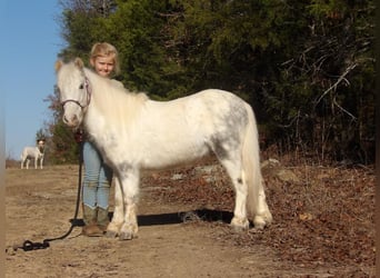 Inne kuce/małe konie, Wałach, 7 lat, 91 cm, Siwa