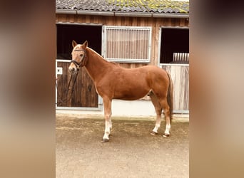 Inne kuce/małe konie, Wałach, 8 lat, 145 cm, Kasztanowata