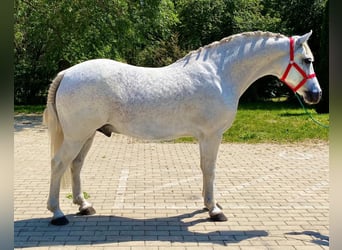 Inne kuce/małe konie, Wałach, 8 lat, 145 cm, Siwa