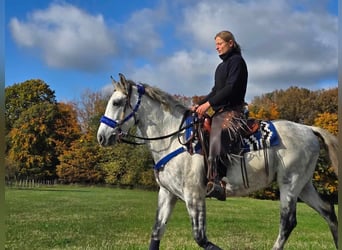 Inne kuce/małe konie, Wałach, 8 lat, 154 cm, Siwa