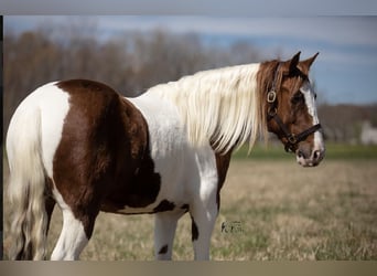 Inne kuce/małe konie, Wałach, 9 lat, 137 cm