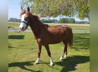 Inne kuce/małe konie, Wałach, 9 lat, 143 cm, Kasztanowata