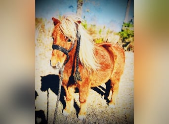 Inne kuce/małe konie, Wałach, 9 lat, 91 cm, Cisawa