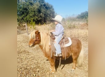 Inne kuce/małe konie, Wałach, 9 lat, 91 cm, Cisawa