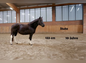 Inne kuce/małe konie, Klacz, 10 lat, 133 cm, Skarogniada