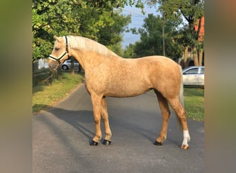 Inne kuce/małe konie, Klacz, 10 lat, 155 cm, Izabelowata