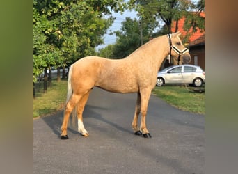 Inne kuce/małe konie, Klacz, 10 lat, 155 cm, Izabelowata