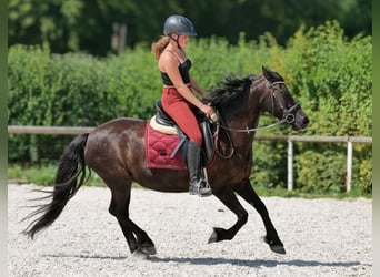 Inne kuce/małe konie, Klacz, 11 lat, 135 cm, Kara