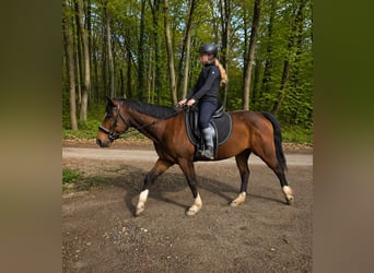 Inne kuce/małe konie, Klacz, 11 lat, 145 cm, Gniada