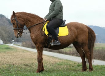 Inne kuce/małe konie Mix, Klacz, 11 lat, 145 cm, Kasztanowata