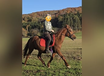 Inne kuce/małe konie Mix, Klacz, 11 lat, 145 cm, Kasztanowata