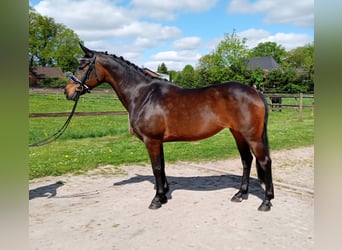 Inne kuce/małe konie, Klacz, 11 lat, 147 cm, Gniada