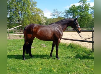 Inne kuce/małe konie, Klacz, 11 lat, 147 cm, Gniada