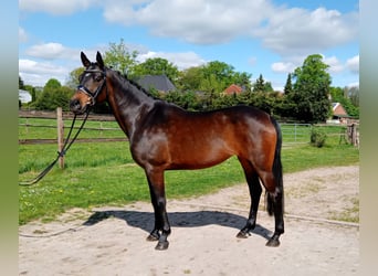 Inne kuce/małe konie, Klacz, 11 lat, 147 cm, Gniada