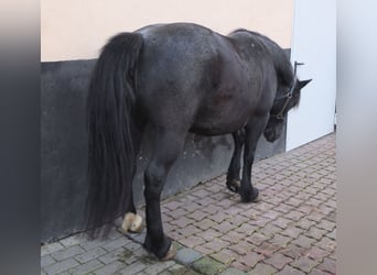 Inne kuce/małe konie, Klacz, 12 lat, 145 cm, Karosiwa