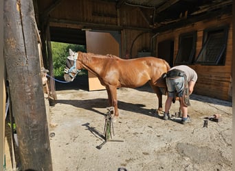 Inne kuce/małe konie Mix, Klacz, 12 lat, 148 cm, Kasztanowata