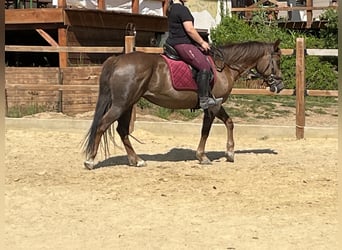 Inne kuce/małe konie, Klacz, 12 lat, 154 cm, Kasztanowata