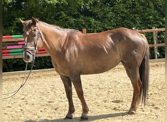 Inne kuce/małe konie, Klacz, 12 lat, 154 cm, Kasztanowata