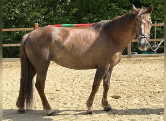 Inne kuce/małe konie, Klacz, 12 lat, 154 cm, Kasztanowata
