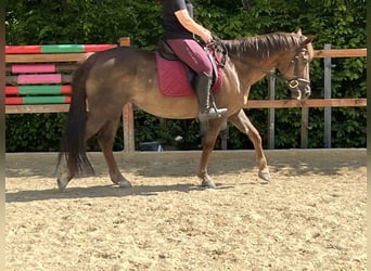 Inne kuce/małe konie, Klacz, 12 lat, 154 cm, Kasztanowata