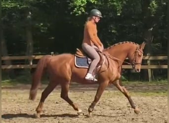 Inne kuce/małe konie, Klacz, 12 lat, 156 cm, Kasztanowata
