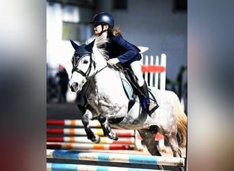 Inne kuce/małe konie, Klacz, 13 lat, 121 cm, Siwa jabłkowita
