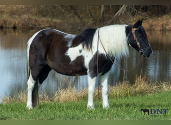 Inne kuce/małe konie, Klacz, 13 lat, 130 cm, Srokata
