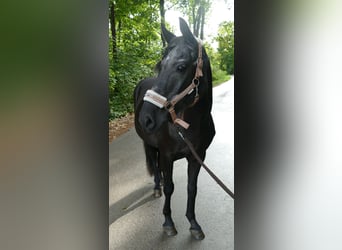 Inne kuce/małe konie, Klacz, 13 lat, 140 cm, Kara