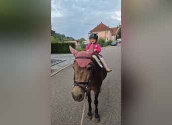 Inne kuce/małe konie, Klacz, 14 lat, 123 cm, Gniada