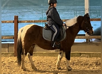 Inne kuce/małe konie, Klacz, 14 lat, 128 cm, Srokata