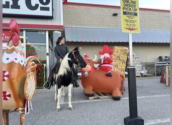 Inne kuce/małe konie, Klacz, 14 lat, 130 cm, Srokata