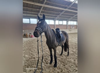 Inne kuce/małe konie, Klacz, 14 lat, 148 cm, Kara