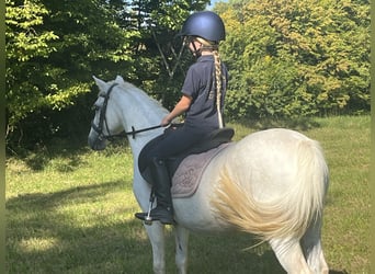 Inne kuce/małe konie, Klacz, 15 lat, 122 cm, Siwa