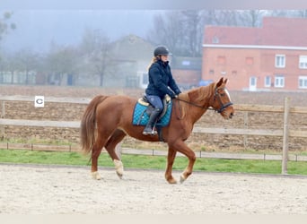 Inne kuce/małe konie, Klacz, 16 lat, 153 cm, Ciemnokasztanowata