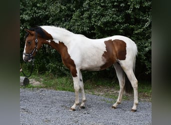 Inne kuce/małe konie, Klacz, 1 Rok, 135 cm, Srokata