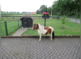 Inne kuce/małe konie Mix, Klacz, 1 Rok, 75 cm, Srokata